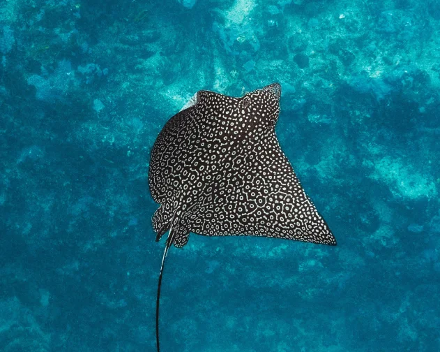 Manta Sandy